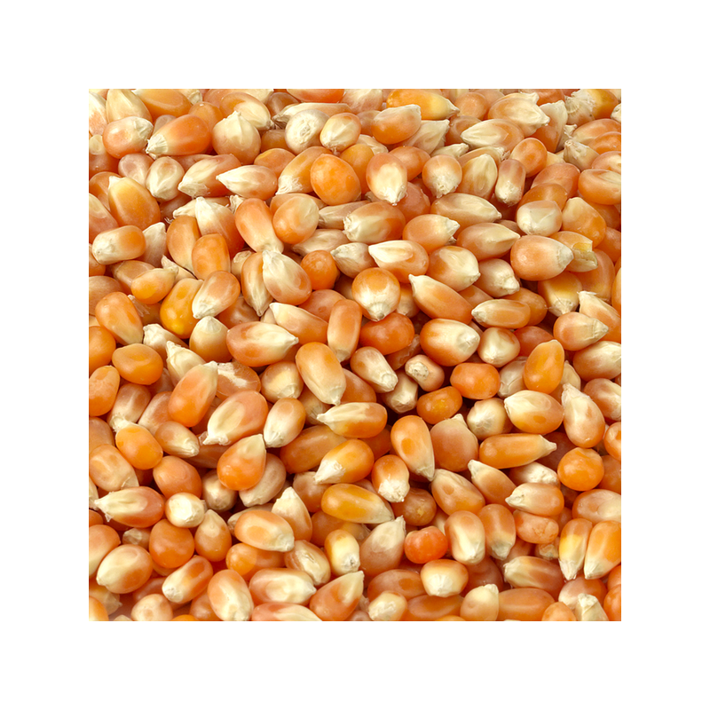 Butterfly maïs voor Popcorn - 22,68 kg