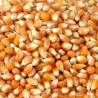 Butterfly maïs voor Popcorn - 22,68 kg